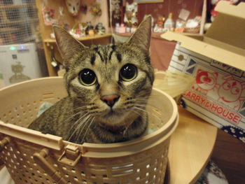 市ちゃん