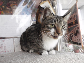 ４匹の仔猫里親募集中