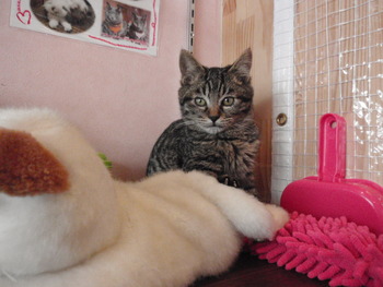 ４匹の仔猫里親募集中