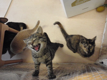 ４匹の仔猫里親募集中