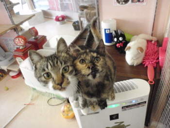 ４匹の仔猫里親募集中