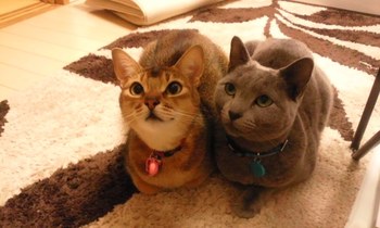 りんちゃん＆はなちゃん