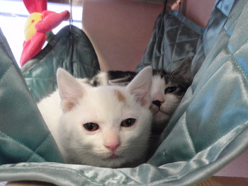 仔猫里親募集
