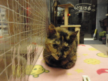 仔猫里親募集