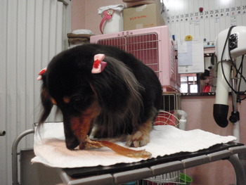 チャーリーちゃん