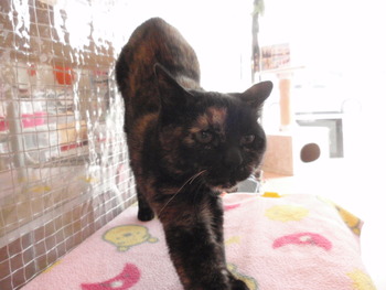 サビ猫ちゃん