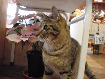 コトラ君