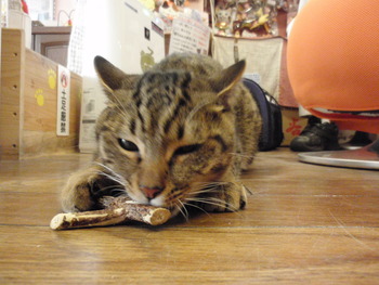 コトラ君