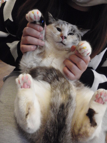 ペルちゃん