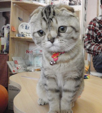 あんこちゃん