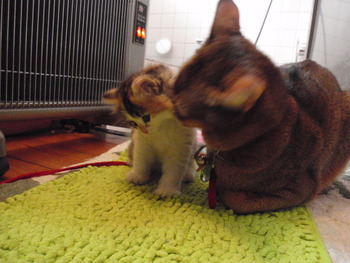 はぴちゃんと家族ごっご