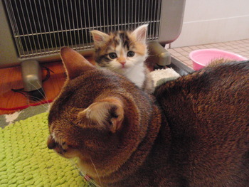はぴちゃんと家族ごっご