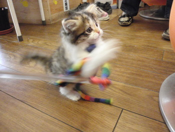 はぴちゃんに見つめられ