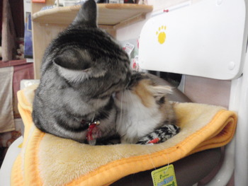はぴちゃんと家族ごっご