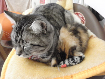 はぴちゃんと家族ごっご