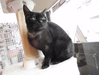 里親体験待ちの黒猫ちゃん