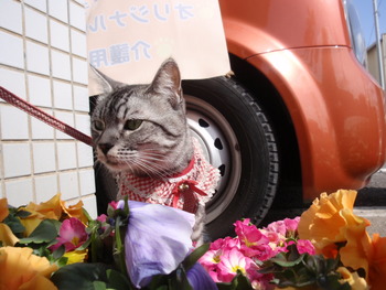 お花