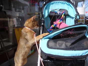お花