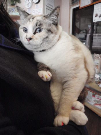 ペルちゃん　カラフルネイル
