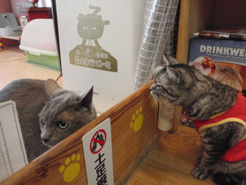 ハッチ君