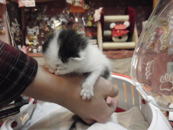 赤ちゃん猫里親募集