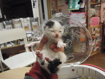 赤ちゃん猫里親募集