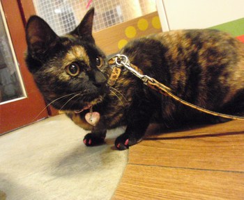 ワサビちゃん