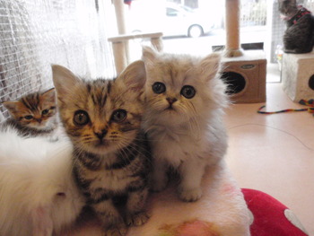 仔猫３匹＆うさぎ２匹　販売