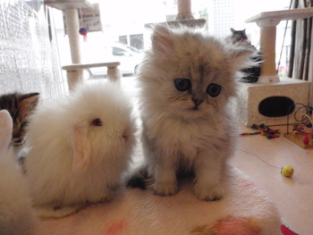 仔猫３匹＆うさぎ２匹　販売
