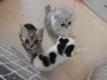 仔猫３匹＆うさぎ２匹　販売