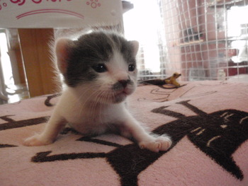 赤ちゃん猫里親予約中