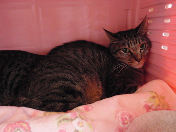 ライ君＆カリ君　猫ホテル