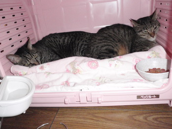 ライ君＆カリ君　猫ホテル