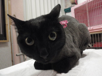 黒猫のムゥちゃん変身！