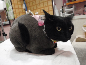 黒猫のムゥちゃん変身！