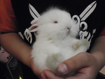 うさぎちゃん家族出来ました