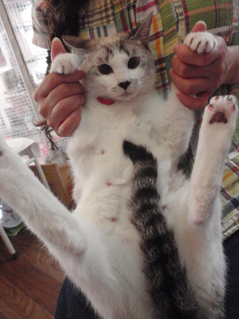 ラテちゃんママだよヽ(^o^)丿