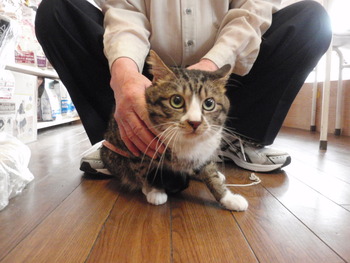 白キジ猫里親募集
