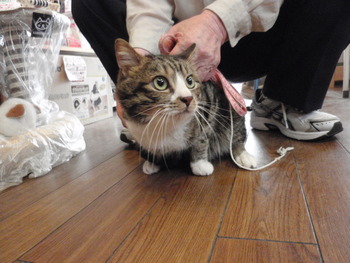 白キジ猫里親募集