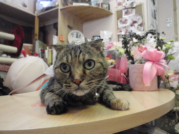 ジュノンちゃん