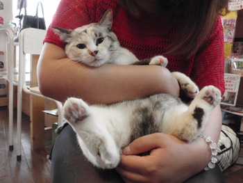 カラフルネイルのペルちゃん