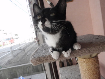 くつした猫里親募集