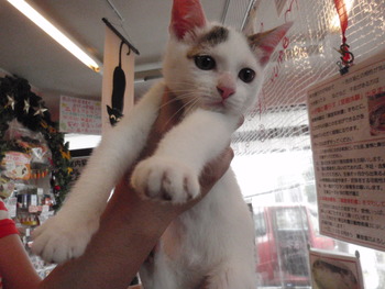 ハートの白キジ猫里親募集