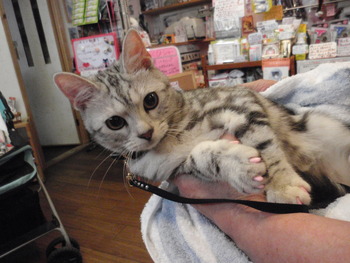 ももちゃん