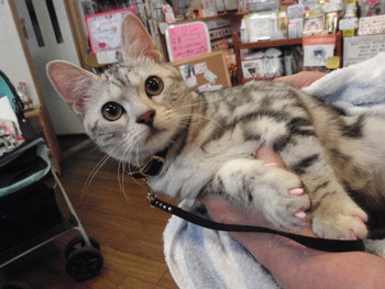 ももちゃん