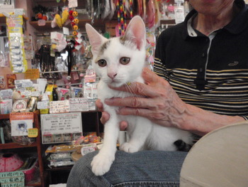 白キジハートちゃん