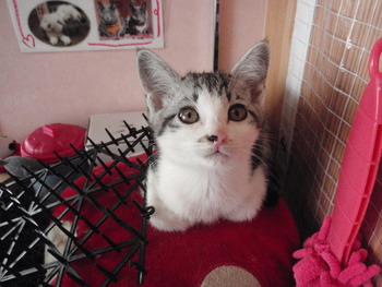 ５匹の仔猫里親募集