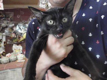 黒猫くん里親体験中