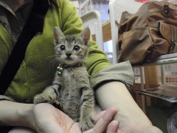 きじトラ猫里親体験