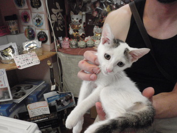 シャム猫里親体験予約